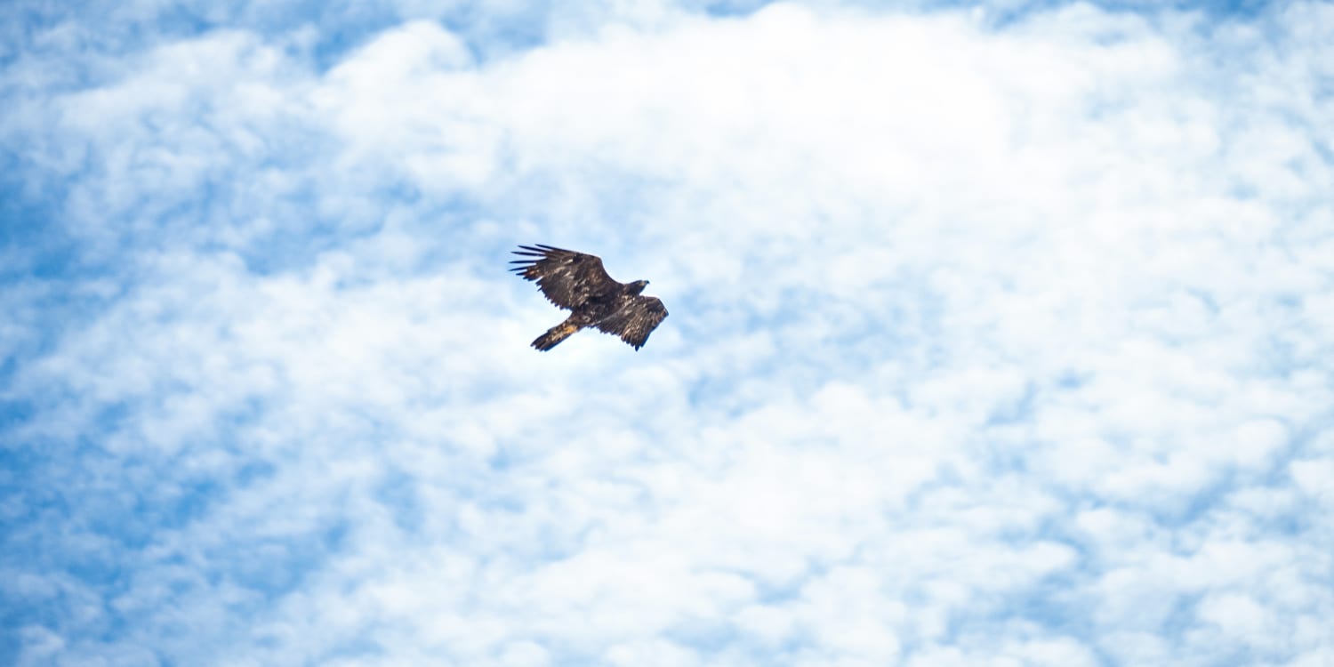 , Alpes : un parapentiste attaqué par un aigle en plein vol pendant 13 minutes